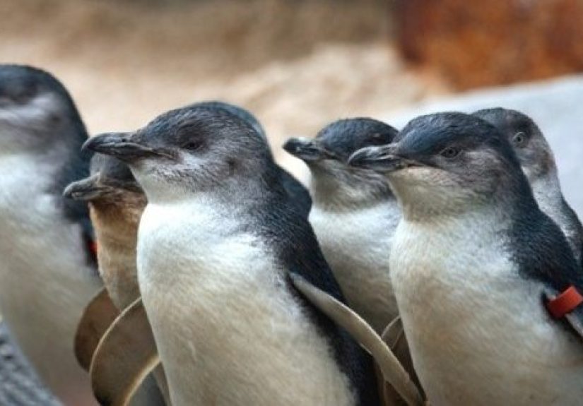 10 Adorably Tiny Versions Of Animals