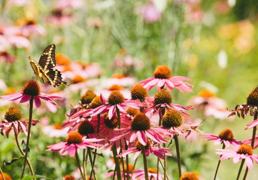 12 Beautiful Garden Plans for Attracting Birds and Butterflies