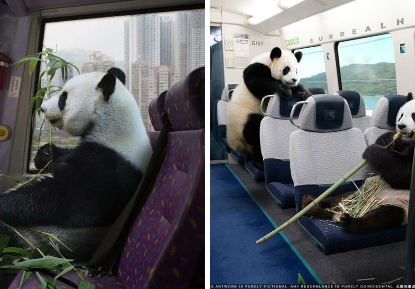 23 Hilarious Panda Edits By SurrealHK That Turn Hong Kong Into A Playground