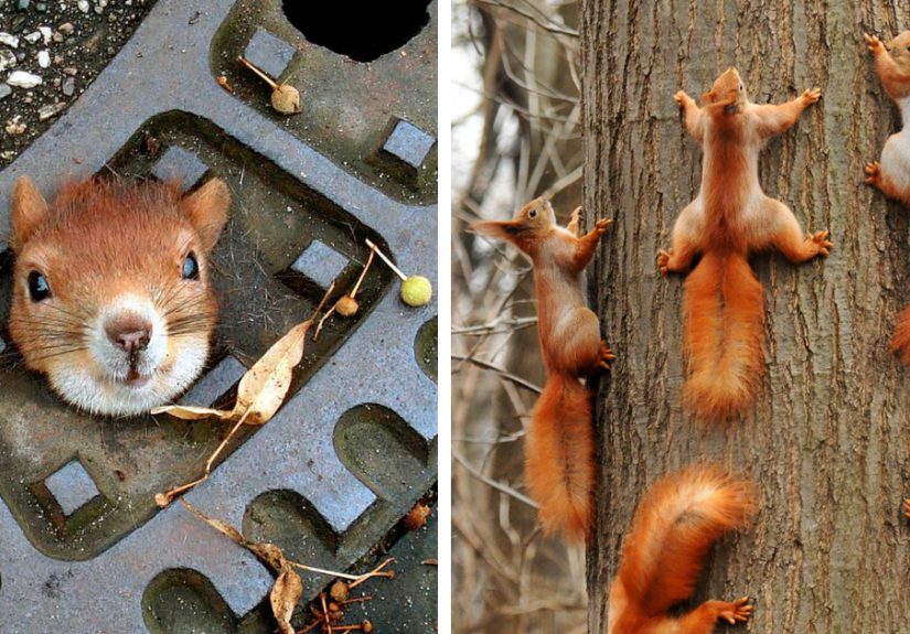 50 Adorable Pics To Celebrate Squirrel Appreciation Day