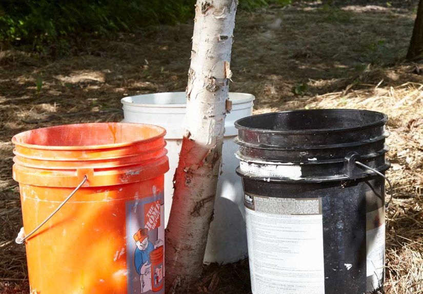 Bucket Watering: Water Your Trees Better With This Bucket Hack