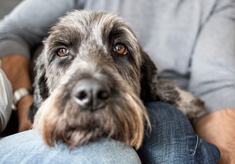 Can Dogs Get Sick from Humans? What the Research Says