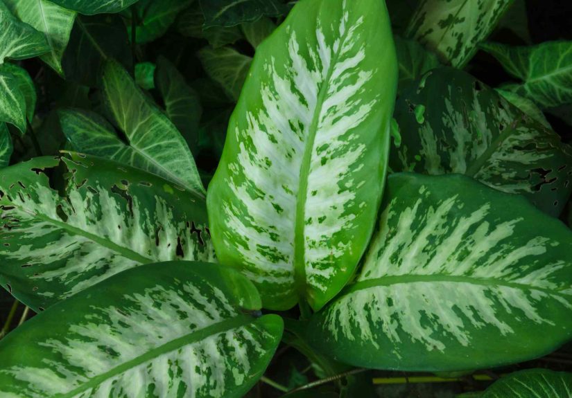 How to Grow and Care for Dieffenbachia Seguine