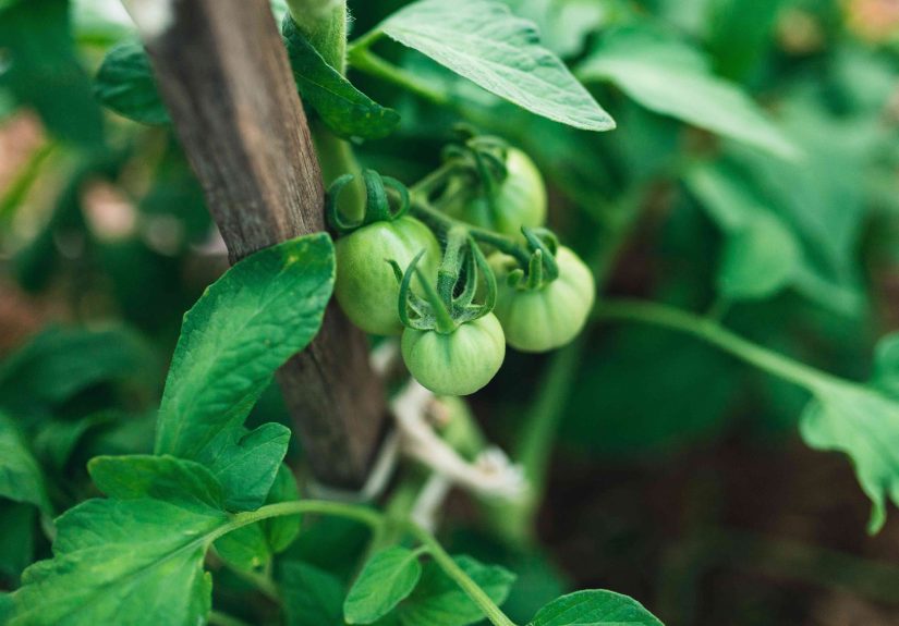 How to Stake Tomatoes