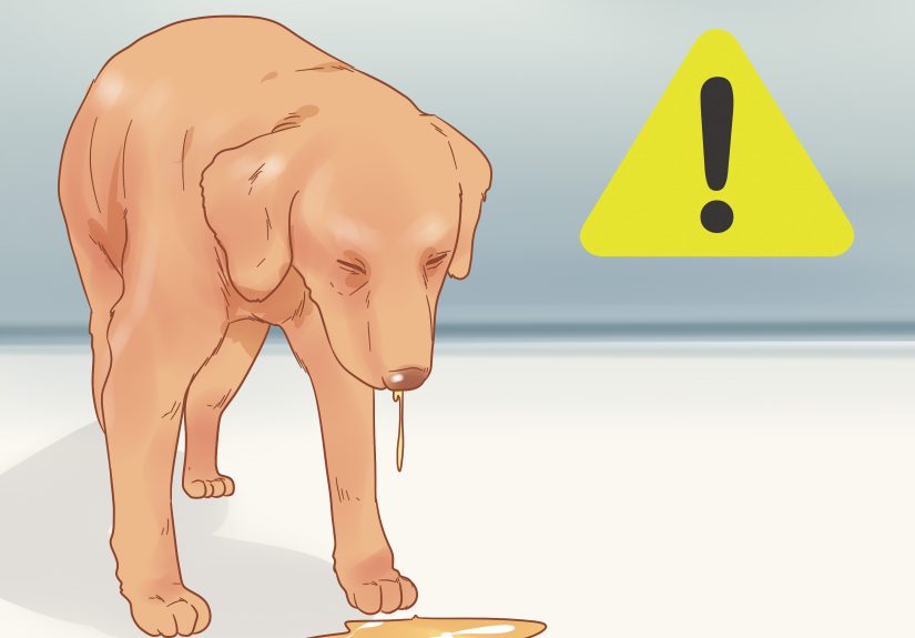How to Treat Excessive Gas in Dogs: 11 Steps