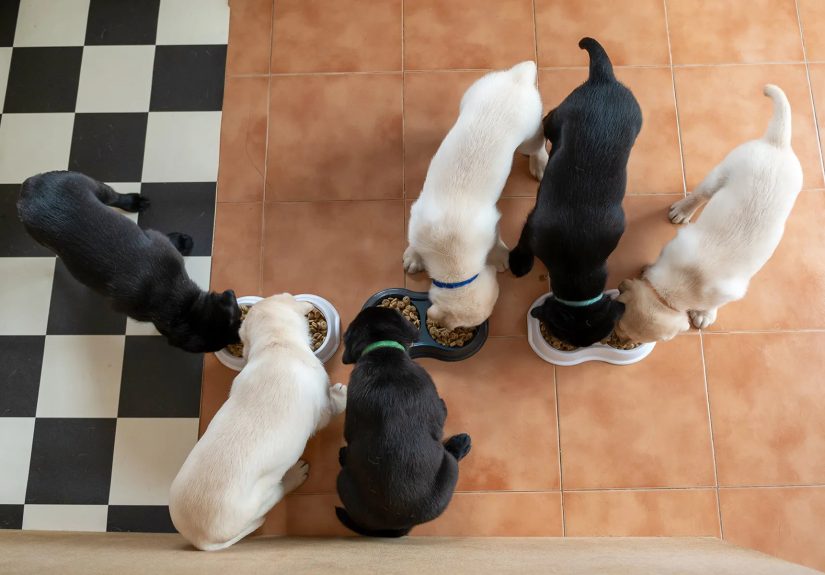 Puppy Food Types, Feeding Schedule, and Nutrition