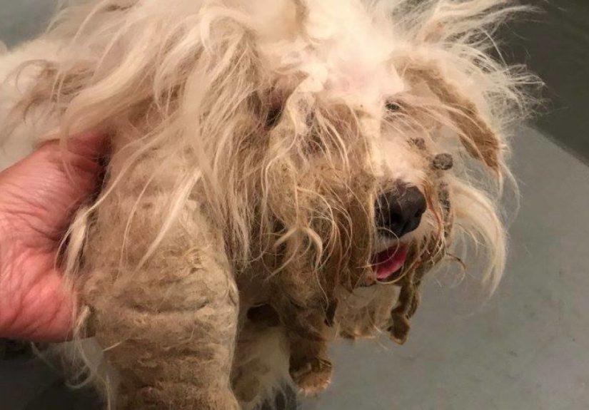 Stray Dog Can’t Stop Smiling After Rescuers Shave Off His Matted Fur