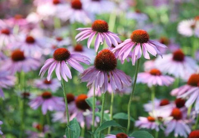 10 Amazing Plants That Are Native to North America - Bob Vila