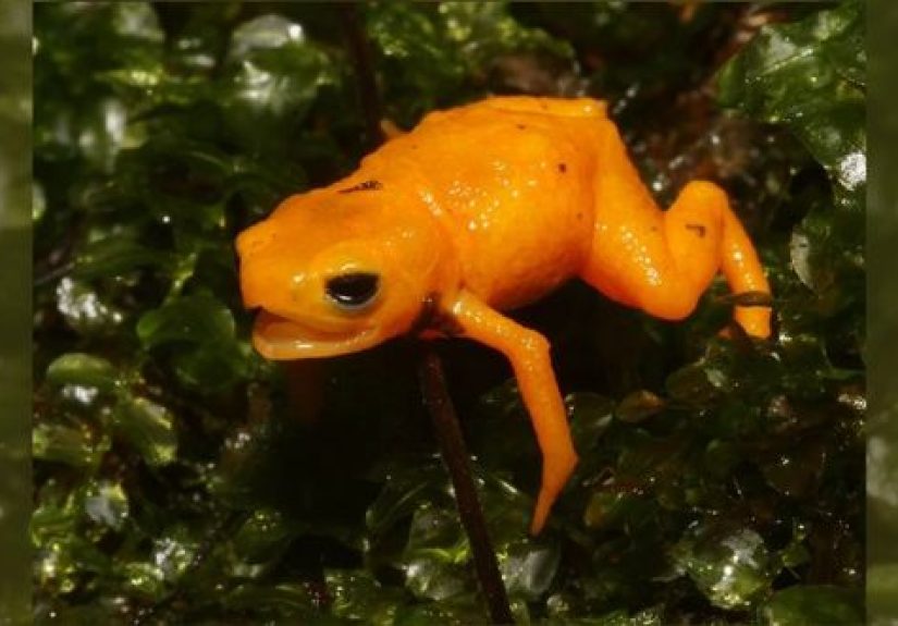 10 Bizarre Facts About Pumpkin Toadlets