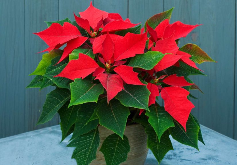 12 Christmas Plants to Deck Your Halls with Holiday Joy