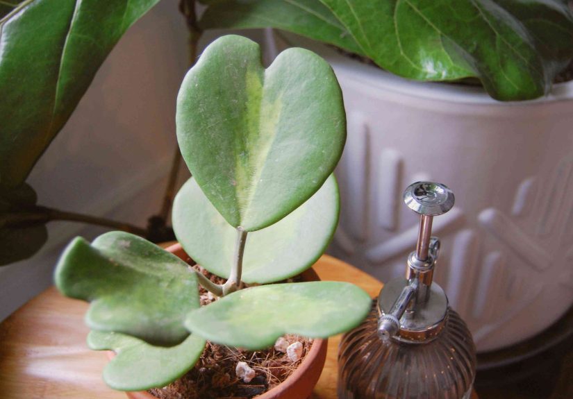 20 Plants With Heart-Shaped Leaves You Can Grow