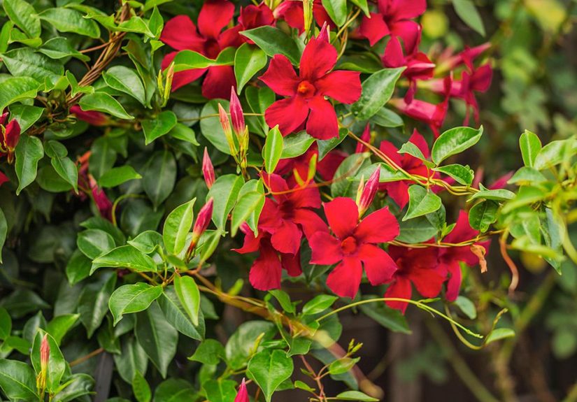 26 Flowering Vines for Fences, Arbors, and Trellises