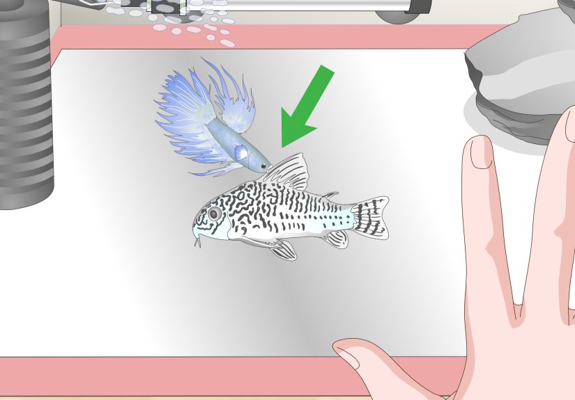 3 Ways to Care for a Crowntail Betta Fish