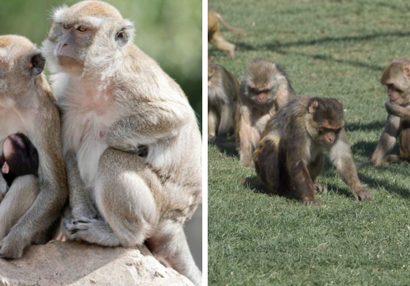 43 Monkeys Escape Research Facility, Police Issue Strict Warning: “They Don’t Belong To You”