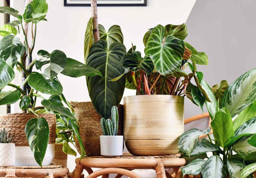 5 Houseplants That Are Said to Bring Good Luck