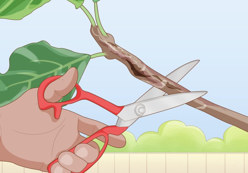 5 Ways to Care for a Fig Tree