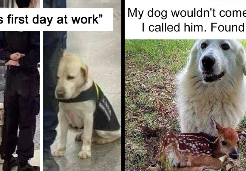 50 Reasons Why Dogs Are Better Than Cats, And Here Are The Pics And Memes To Prove It