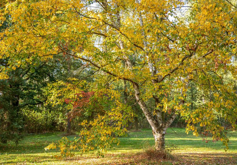 6 Types of Birch Trees with Gorgeous Fall Foliage