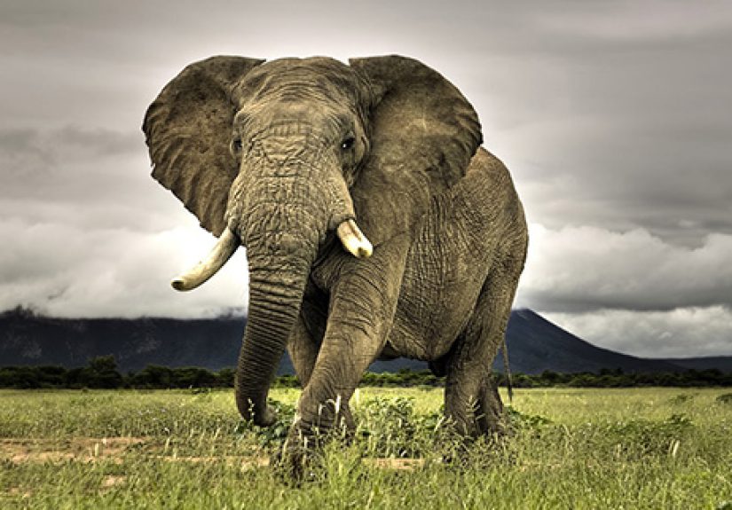 8 Endangered Species Still Hunted