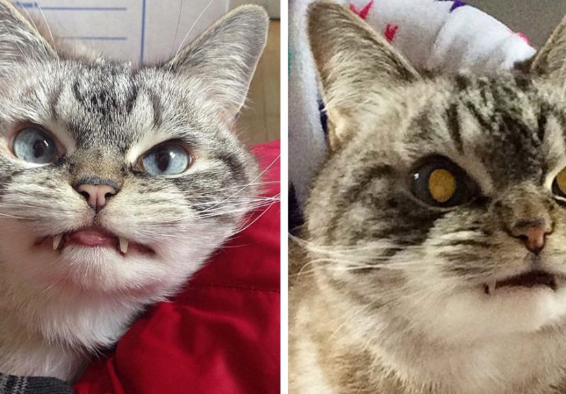 Adopted Vampire Cat ‘Loki’ Has The Most Evil Look Ever