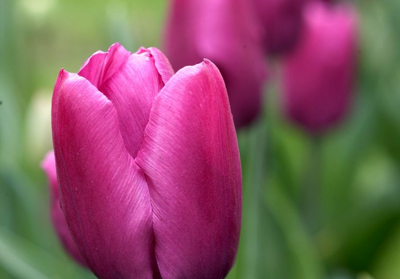 Are Tulips Perennials (Do Tulips Come Back Each Year)?