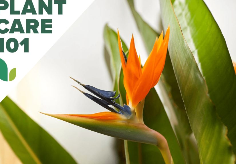 Bird of Paradise Plant Care 101 - Bob Vila