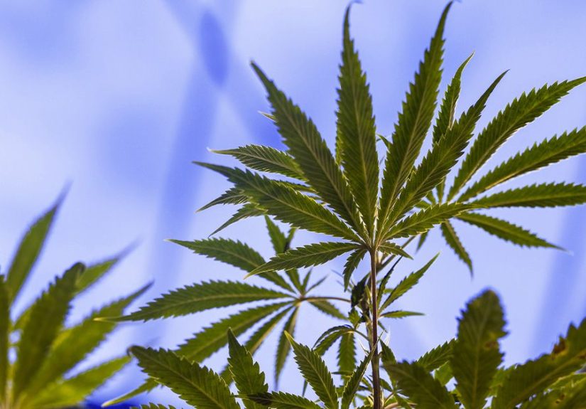 Cannabis and prostate cancer: Potential effects and risks