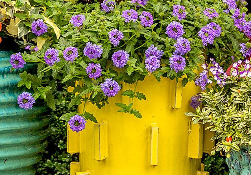 Container Gardens
