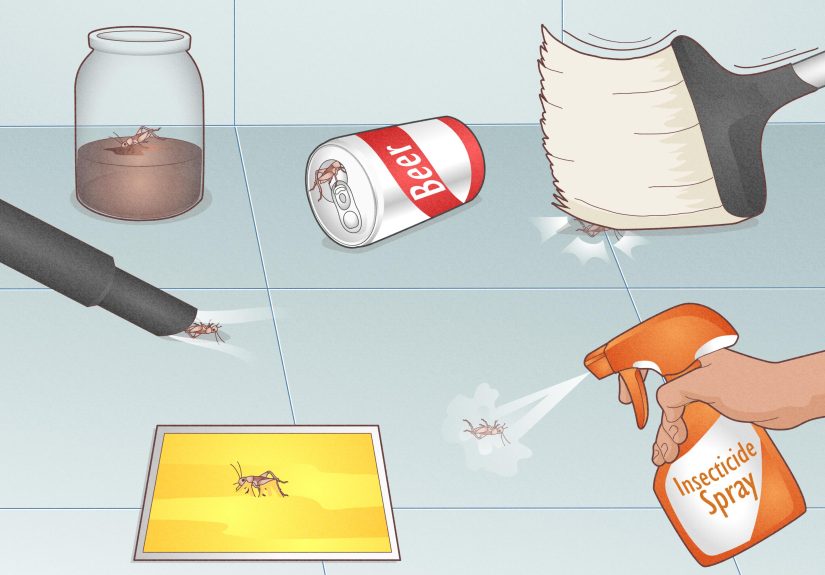 Easy Ways to Kill a Cricket that’s Loose in Your House