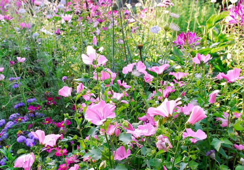 Follow This Summer Garden Checklist to Keep Plants Thriving All Season
