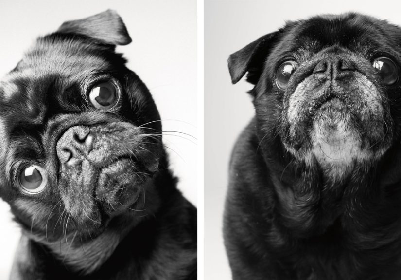 Heartmelting Pics Of Aging Dogs Show Them Grow From Puppyhood To Old Age