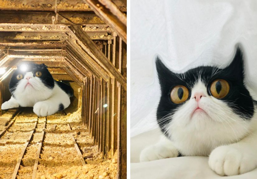 Hey Pandas, Photoshop This Cat (Closed)