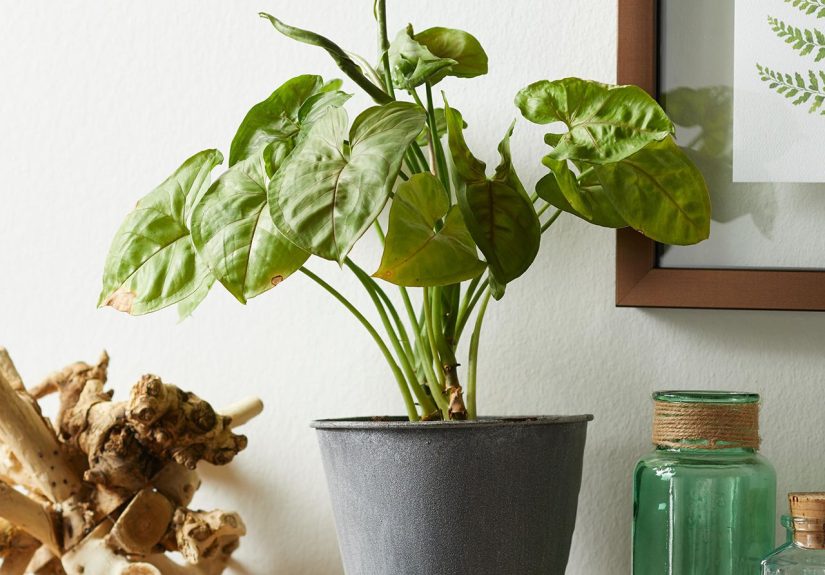 How to Care for Arrowhead Vine