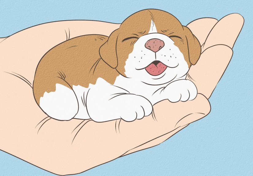 How to Determine the Sex of Puppies Quickly & Safely