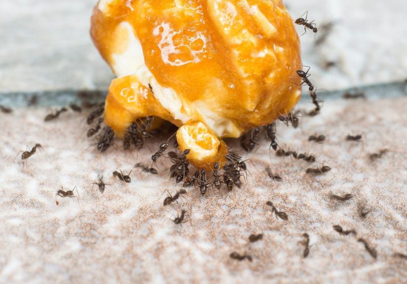 How to Get Rid of Ants in Your House and Yard