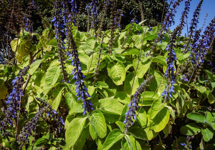 How to Grow and Care for Blue Spur Flower