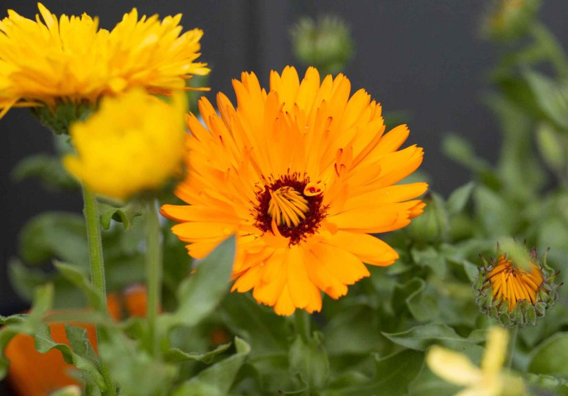 How to Grow and Care for Calendula (Pot Marigold)