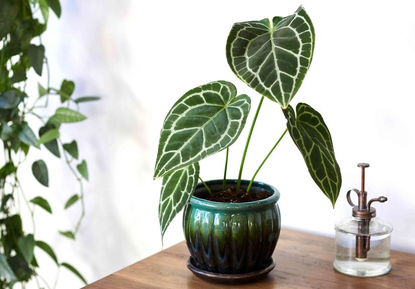 How to Grow and Care for Crystal Anthurium