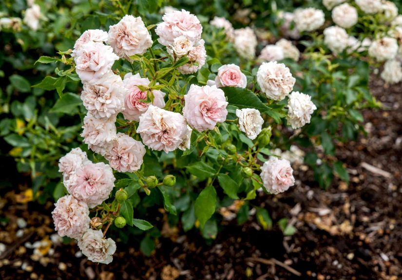 How to Grow and Care for Floribunda Roses