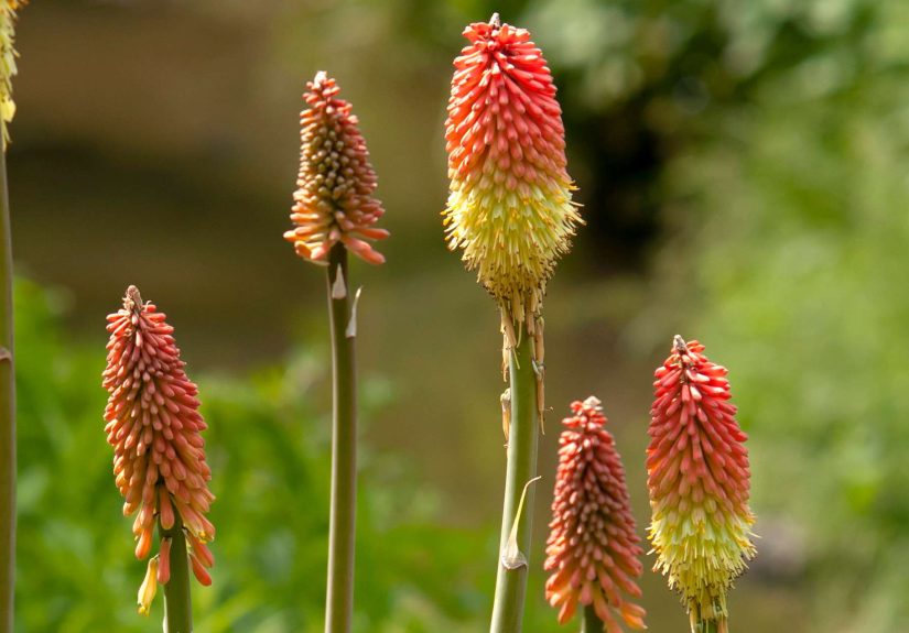 How to Grow and Care for Red Hot Poker Plants