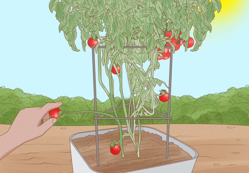 How to Grow Cherry Tomatoes