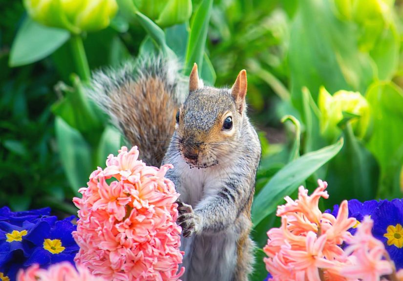 How to Keep Squirrels Out of Your Garden