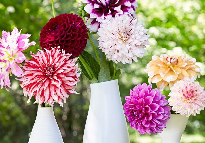 How to Plant a Cut Flower Garden for Filling Your Vases All Season