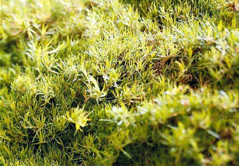How to Plant and Grow Irish Moss