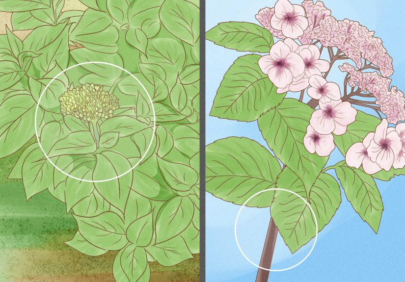 How to Prune Limelight Hydrangeas: Proper Timing & Care Tips