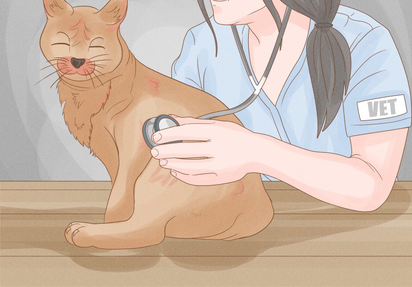 How to Remove Cat Urine Smell