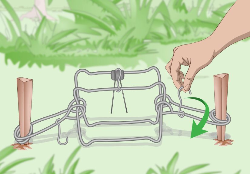 How to Set a Conibear Trap: 12 Steps