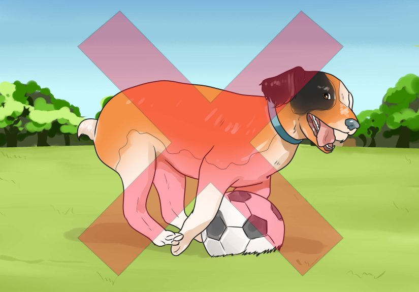 How to Treat a Sprain on a Dog: Professional & At-Home Care