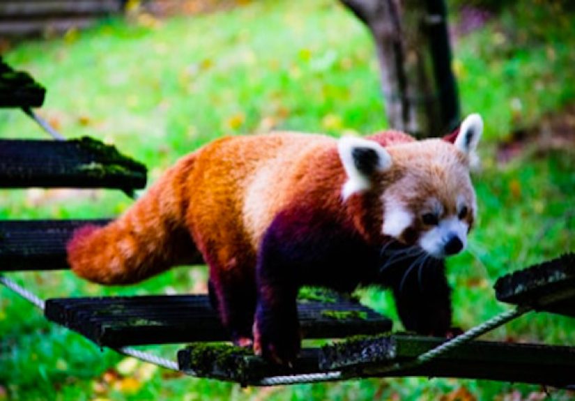 Red Pandas
