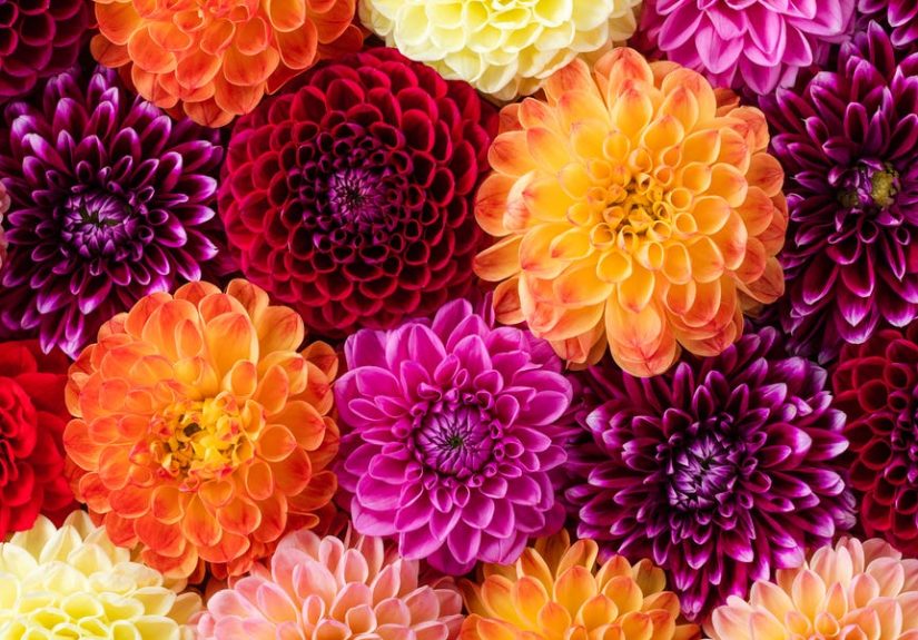 The Common Mistake You're Making When Growing Dahlias